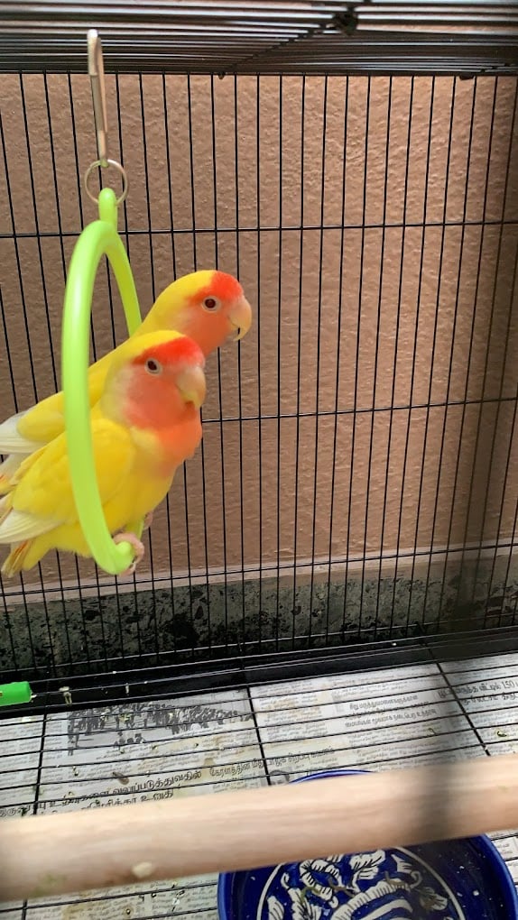 Sunrise Pets Shop - 4