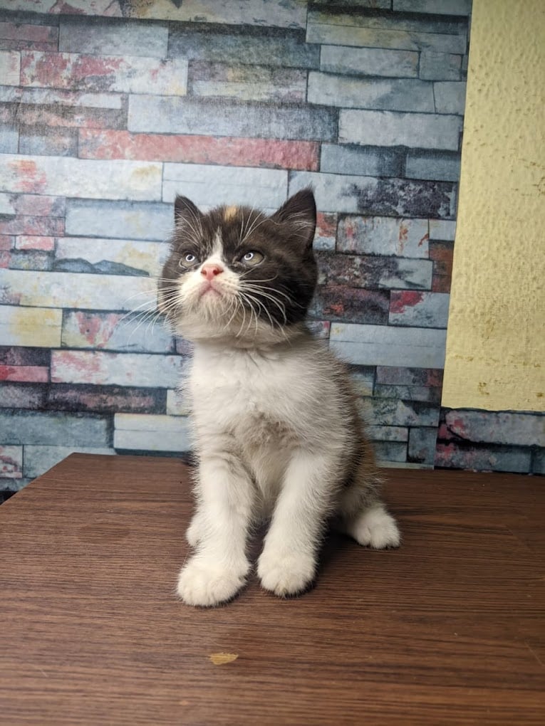 MUTHU AQUARIUM & PET'S - 2