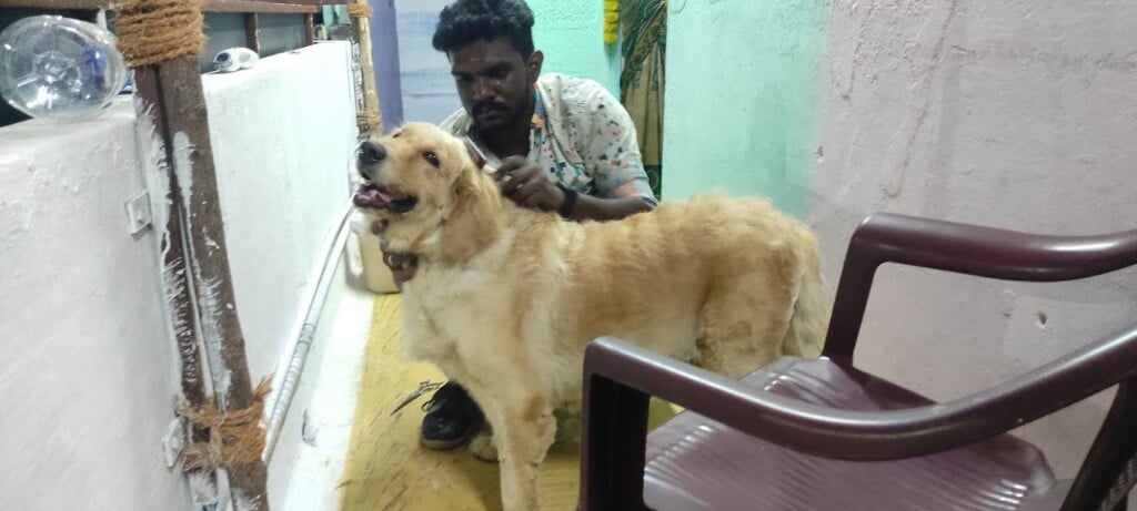 NK Pet's Paradise and Aquarium - 2