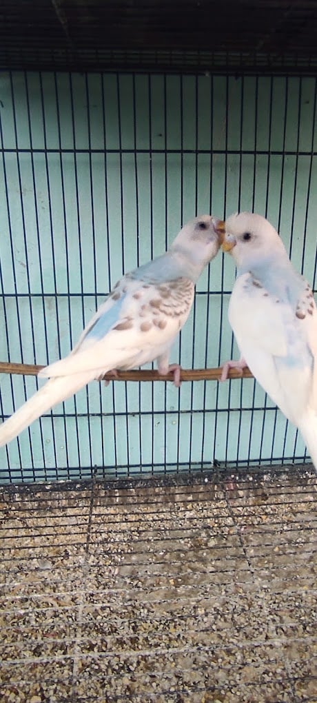 NK Pet's Paradise and Aquarium - 4