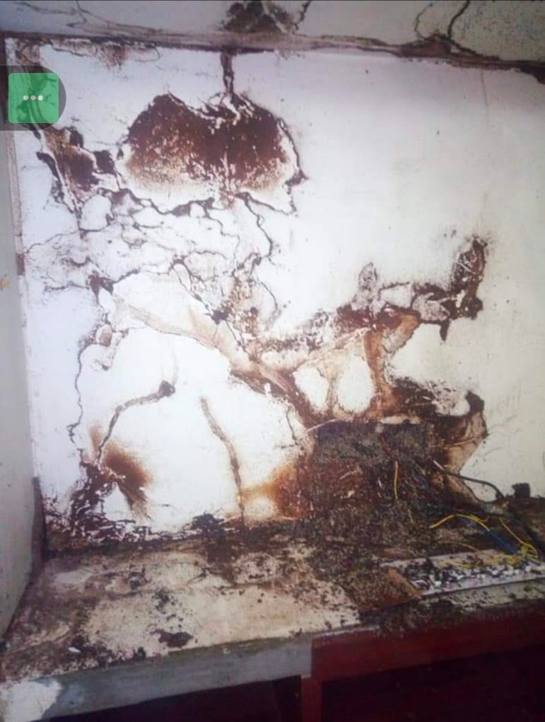 Pure Pest Control - 3