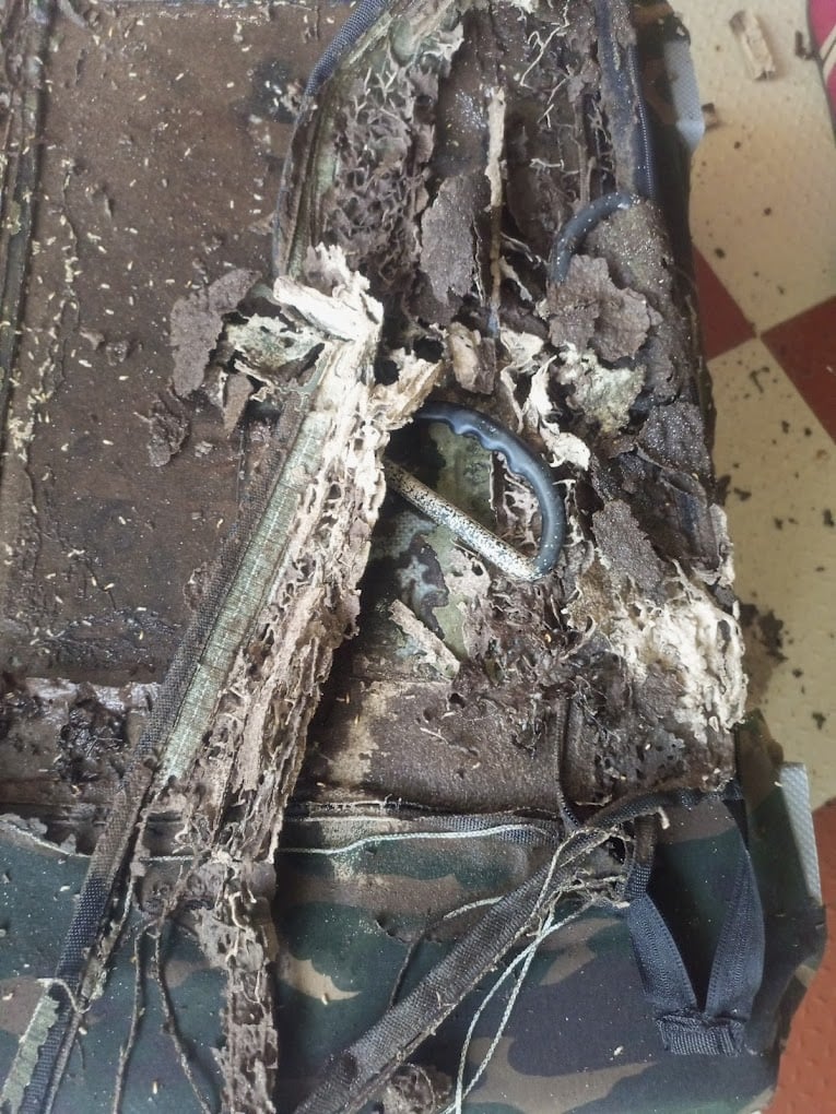 Indian Pest Control Solution - 5