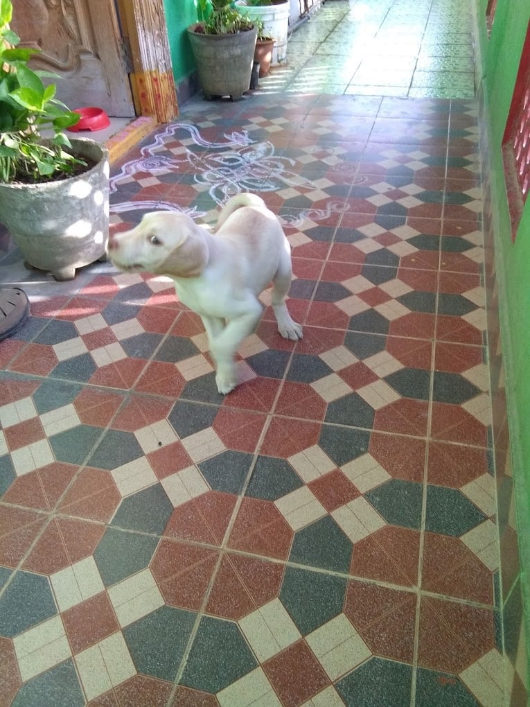 Yogi's Happy Pet's - 5