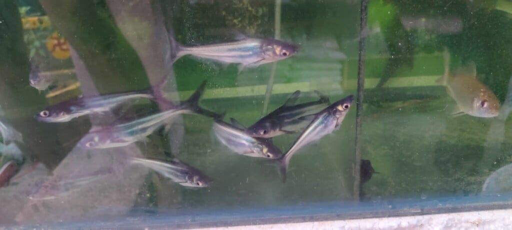 RK Pet Shop Renigunta - 2