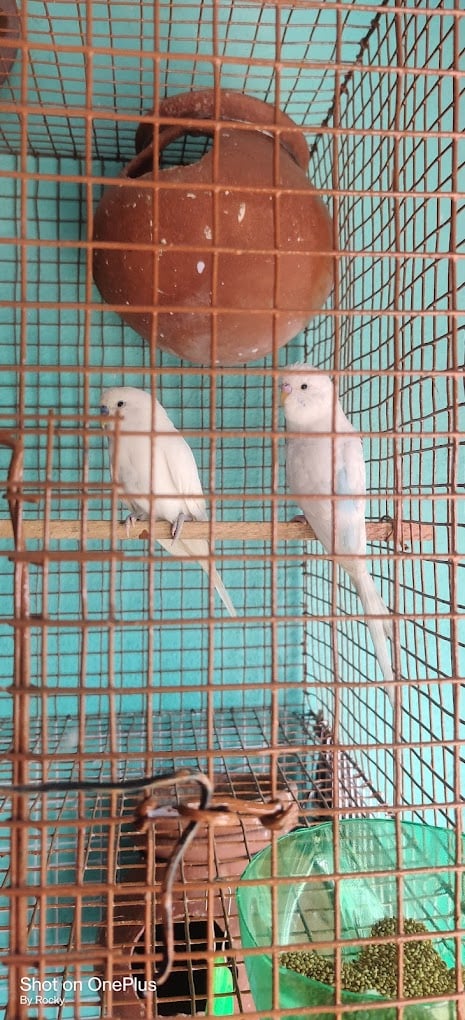 RK Pet Shop Renigunta - 4