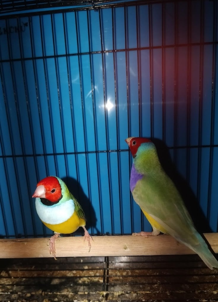 RSJ Pets Tirupati - 2