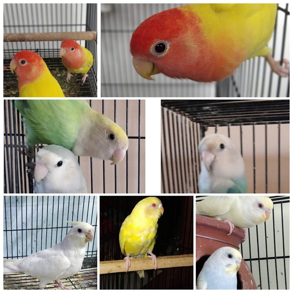 RSJ Pets Tirupati - 3