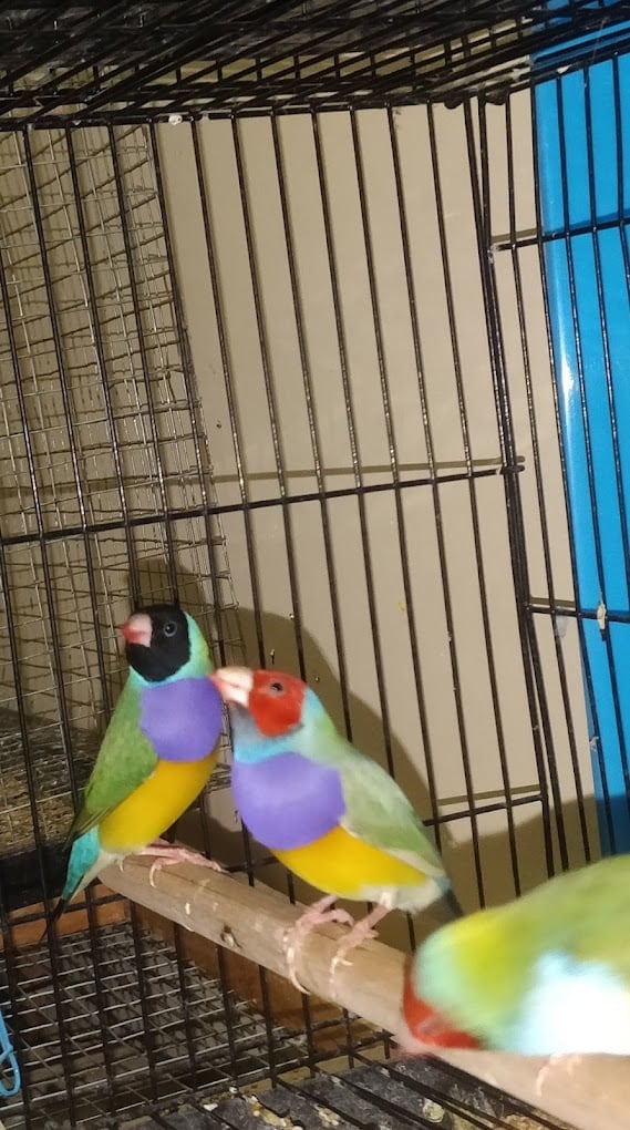 RSJ Pets Tirupati - 4