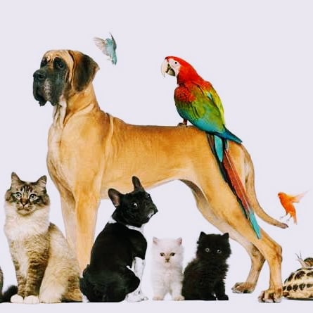 Sree Revuri Pets farm - 2