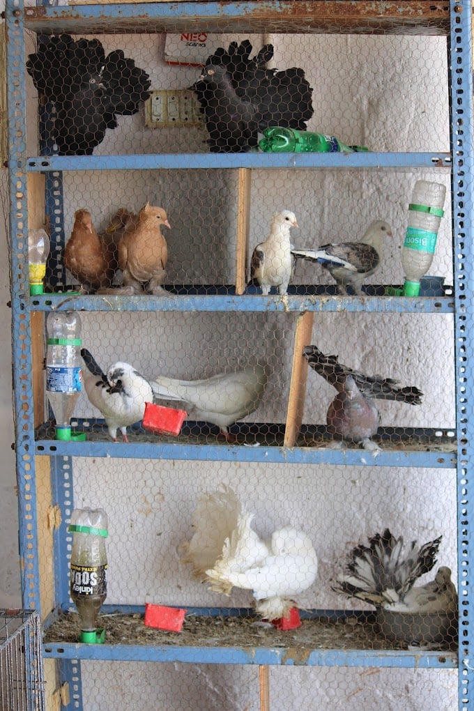 Sree Revuri Pets farm - 3