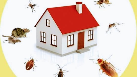 Apollo Pest Control Services - 2