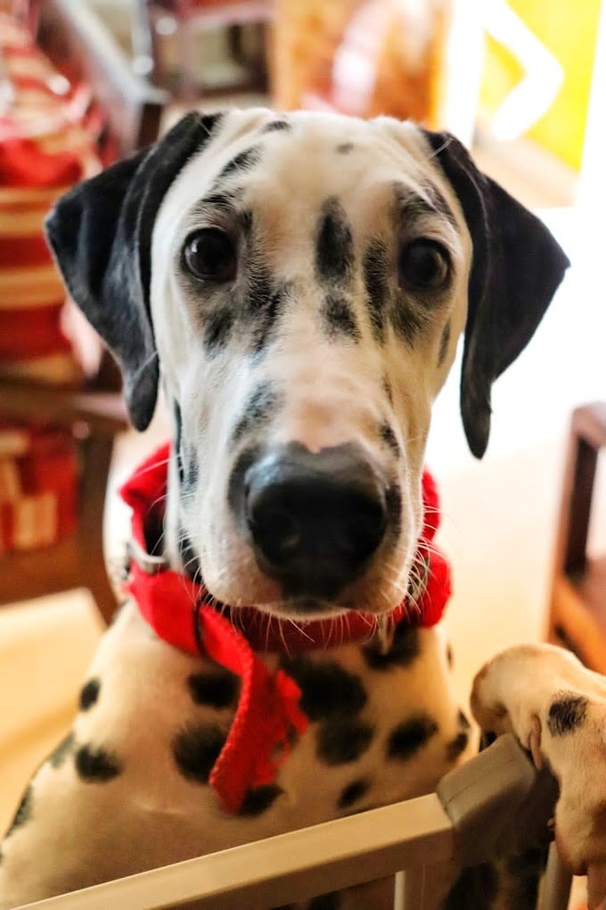 Harshitha Pet Shop: Pet shop ! Dog & Cat food-Dog & Cat Accessories ! Dog Cages - 3