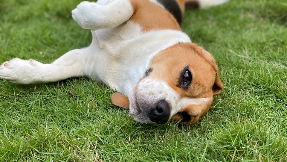 Brunos Pet Paradise and veterinary Service - 2