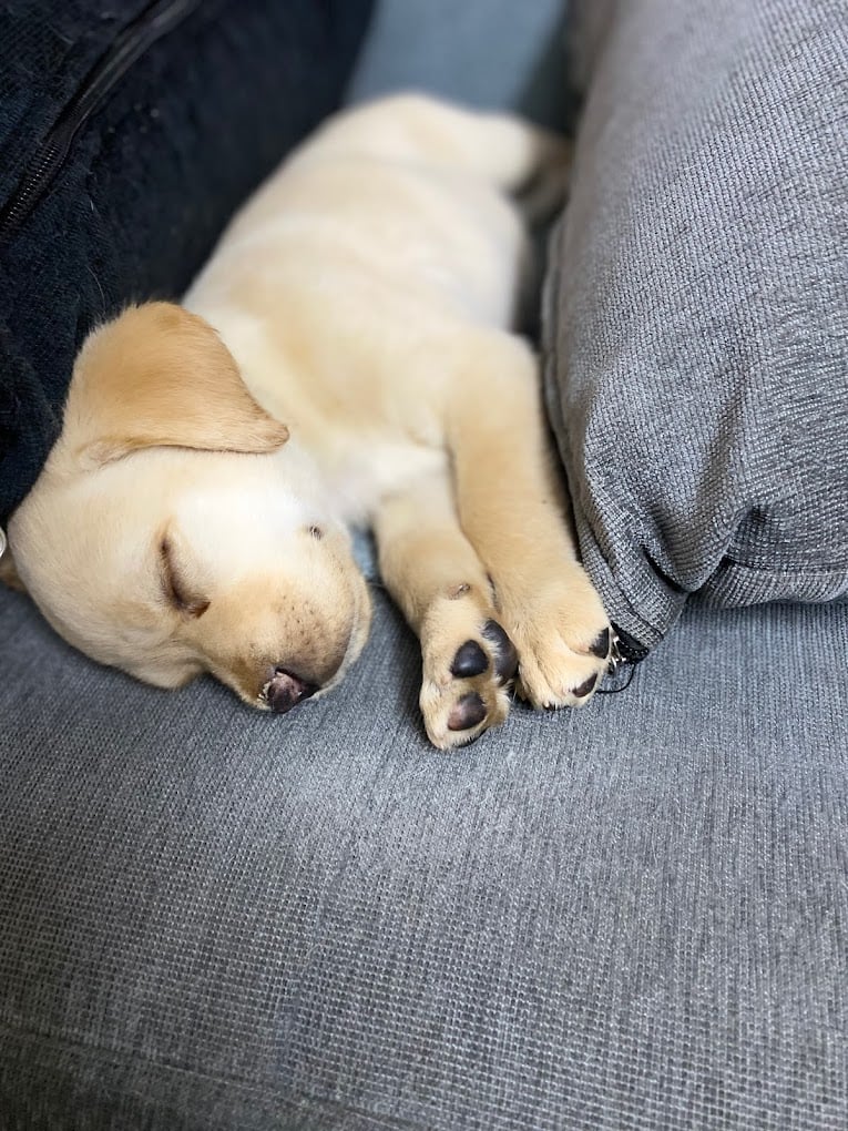 Brunos Pet Paradise and veterinary Service - 3