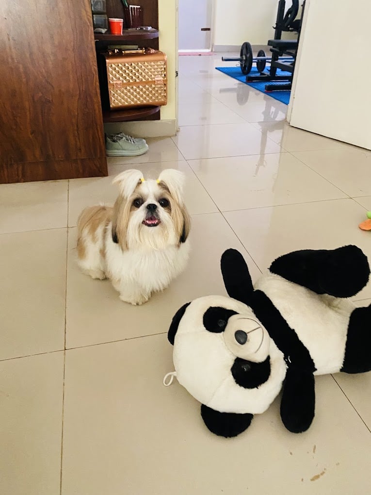 Brunos Pet Paradise and veterinary Service - 4