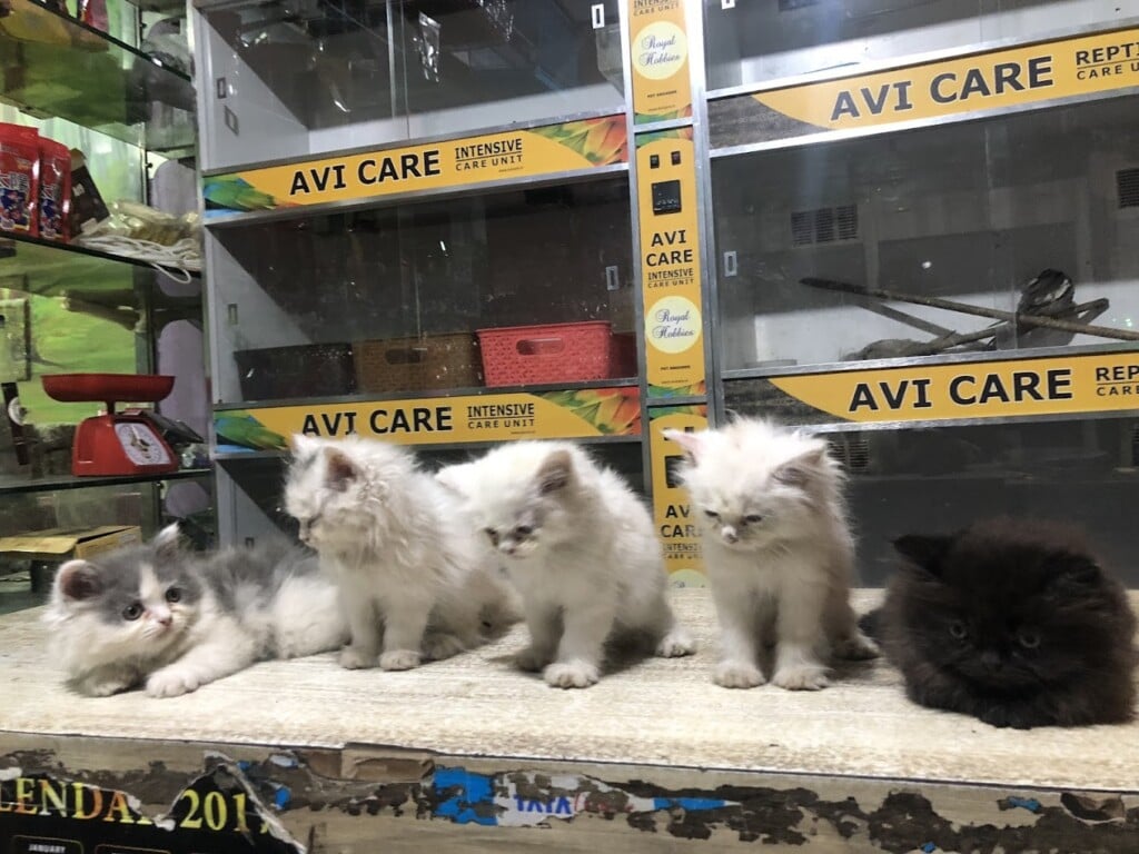 ROYAL HOBBIES PET SHOP - 2