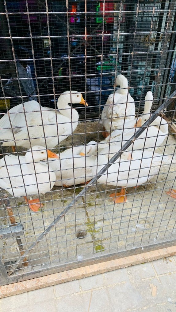 ROYAL HOBBIES PET SHOP - 3