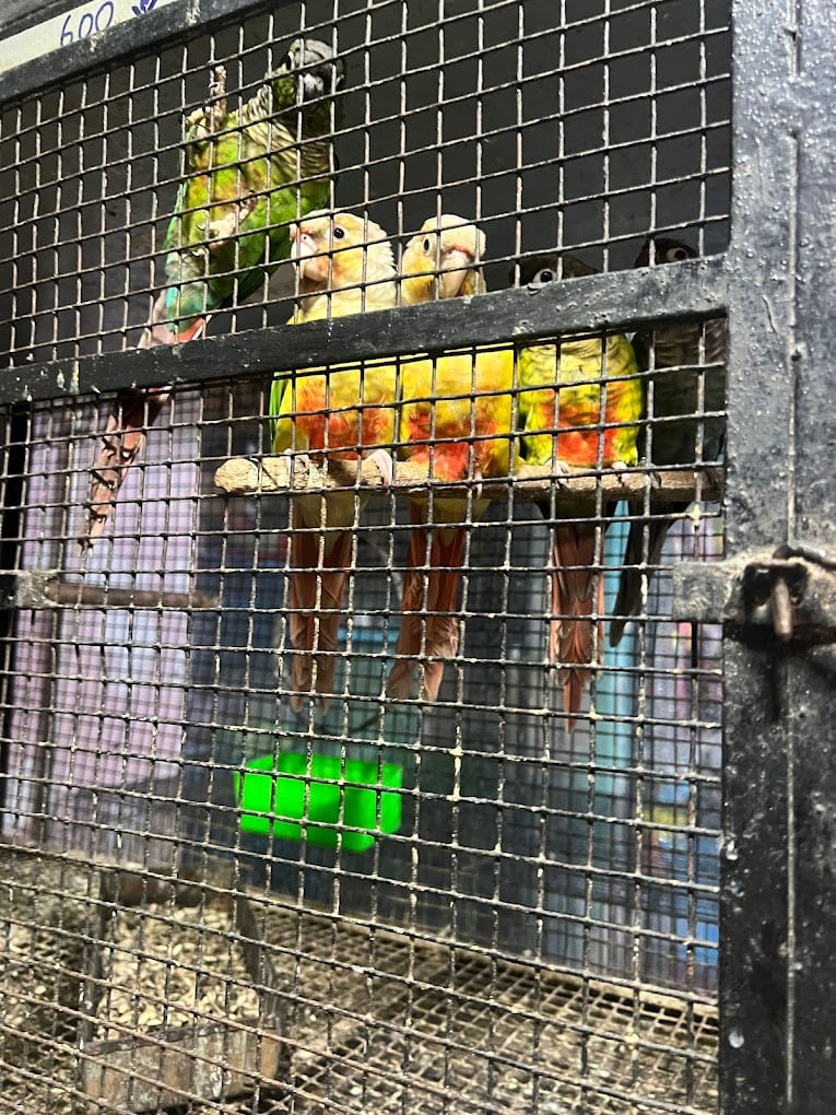 ROYAL HOBBIES PET SHOP - 5