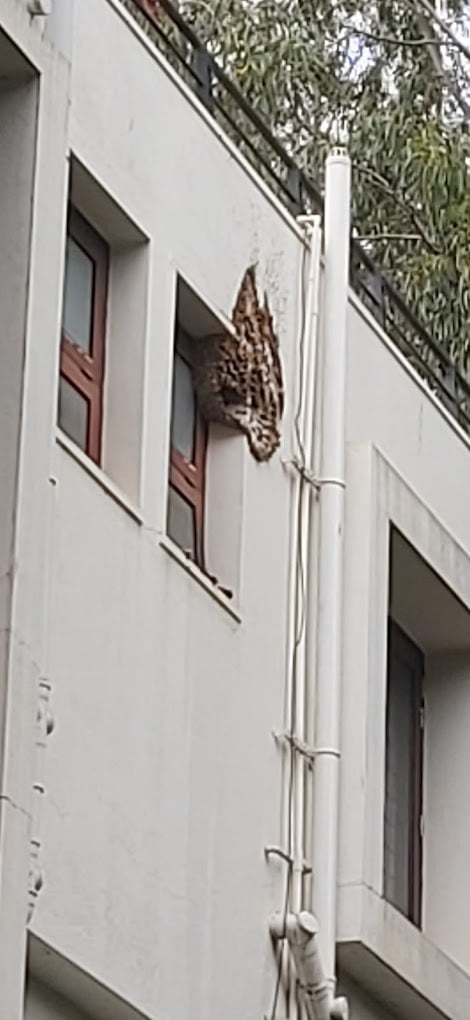 Pestokill | Pest Control Service In bangalore - 3