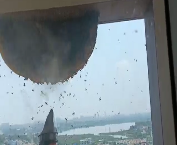 Pestokill | Pest Control Service In bangalore - 5