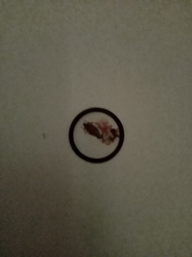 Max Pest Control Services - 3