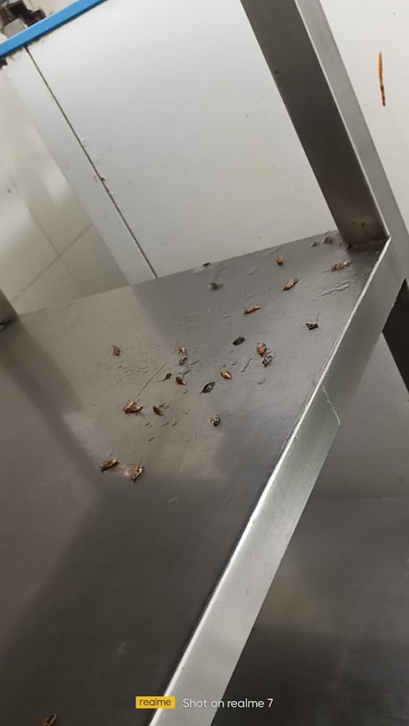 Pest Control Service Bangalore - GingerBays - 3