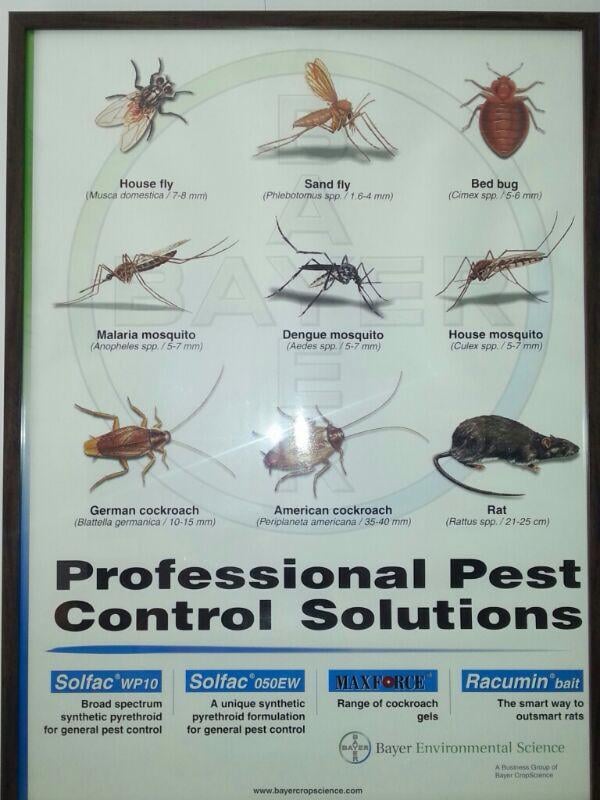 Pest Control Service Bangalore - GingerBays