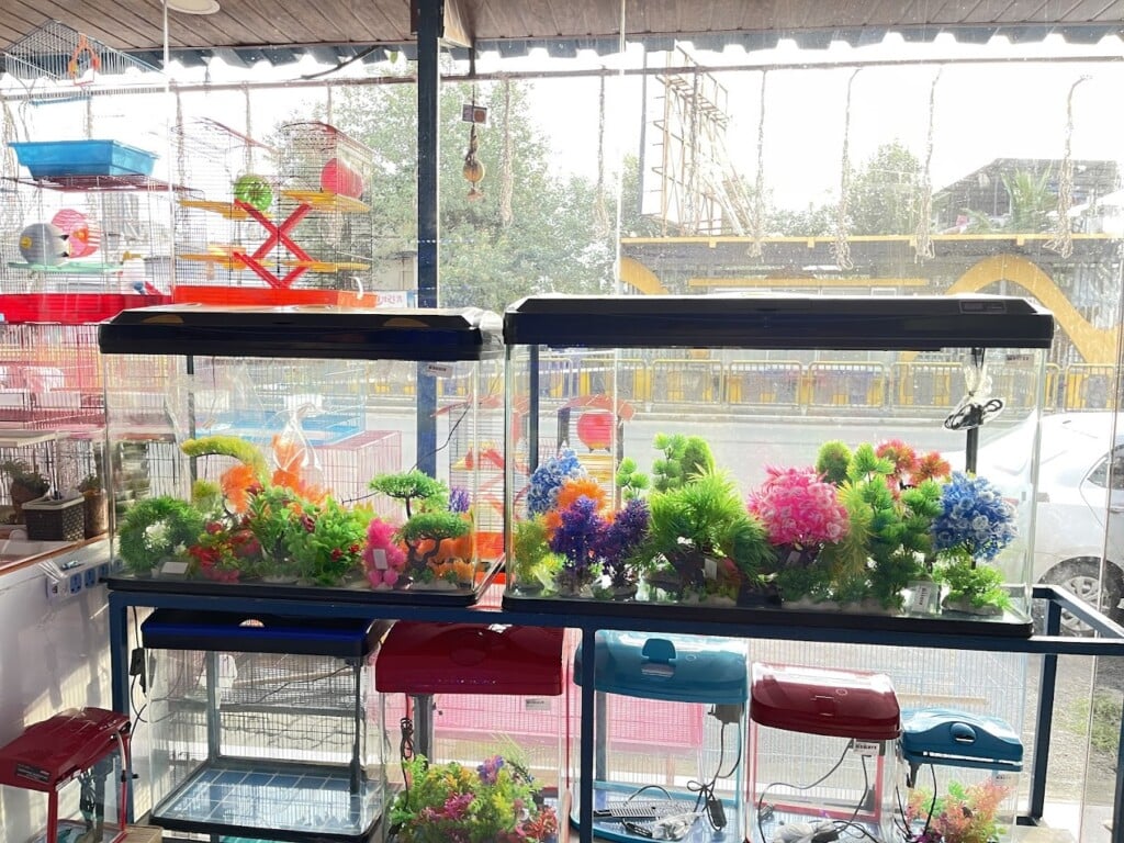 PETS MAGIC AQUARIUM & PET SHOP/ BEST PETS SHOP IN PCMC/ BEST AQUARIUM SHOP IN PCMC - 5