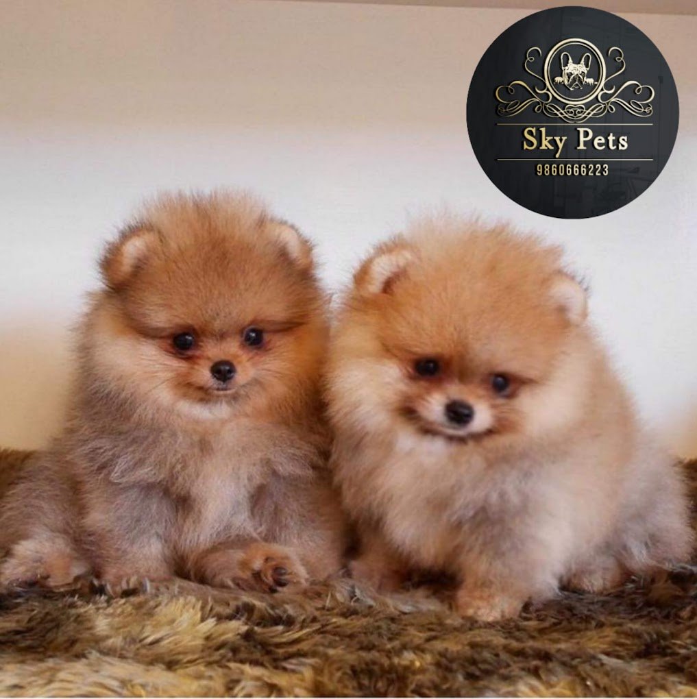 Sky Pets Pune - best pet shop in pune