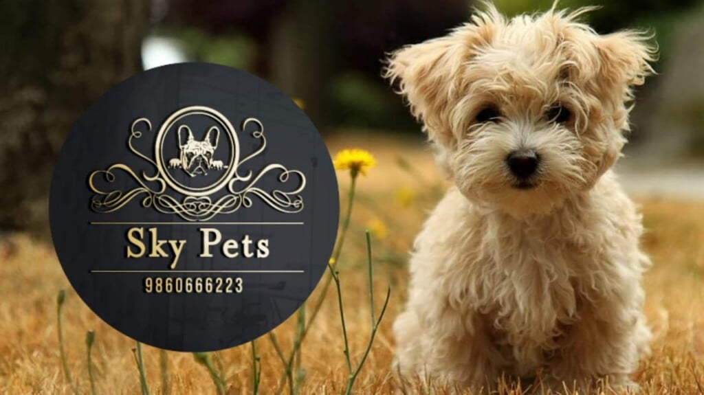 Sky Pets Pune - best pet shop in pune - 2