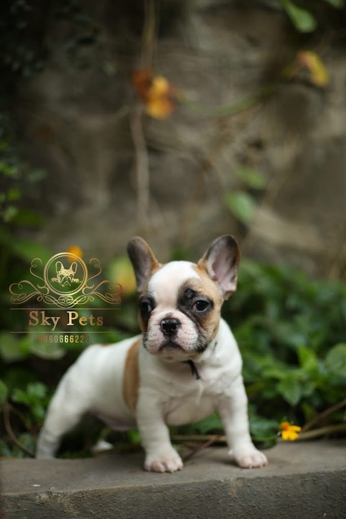 Sky Pets Pune - best pet shop in pune - 3