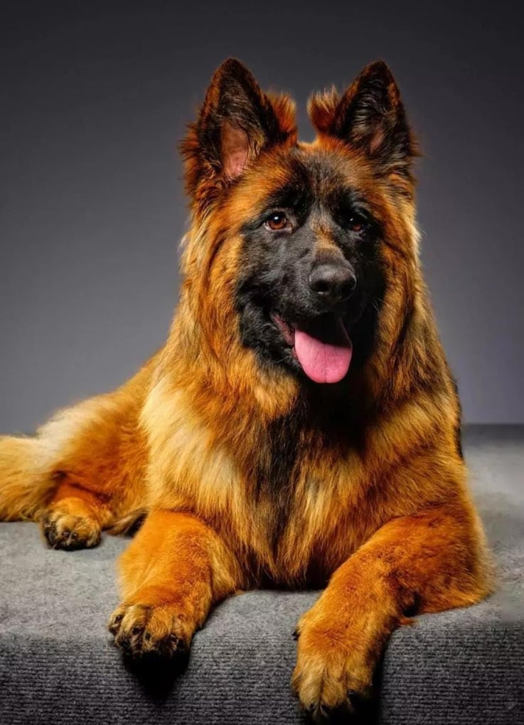 Sky Pets Pune - best pet shop in pune - 4