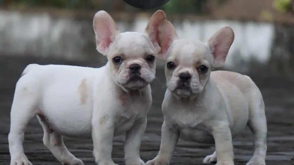 Sky Pets Pune - best pet shop in pune - 5