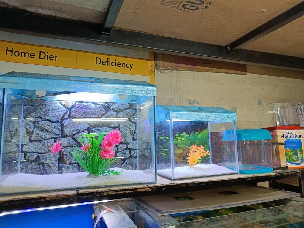 Pet & Joy.Best Pet Shop In Pune - 5