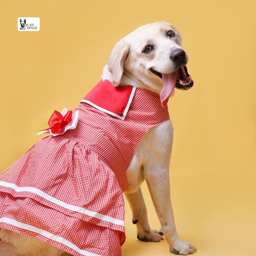 Just Dogs | Aundh, Pune - 2