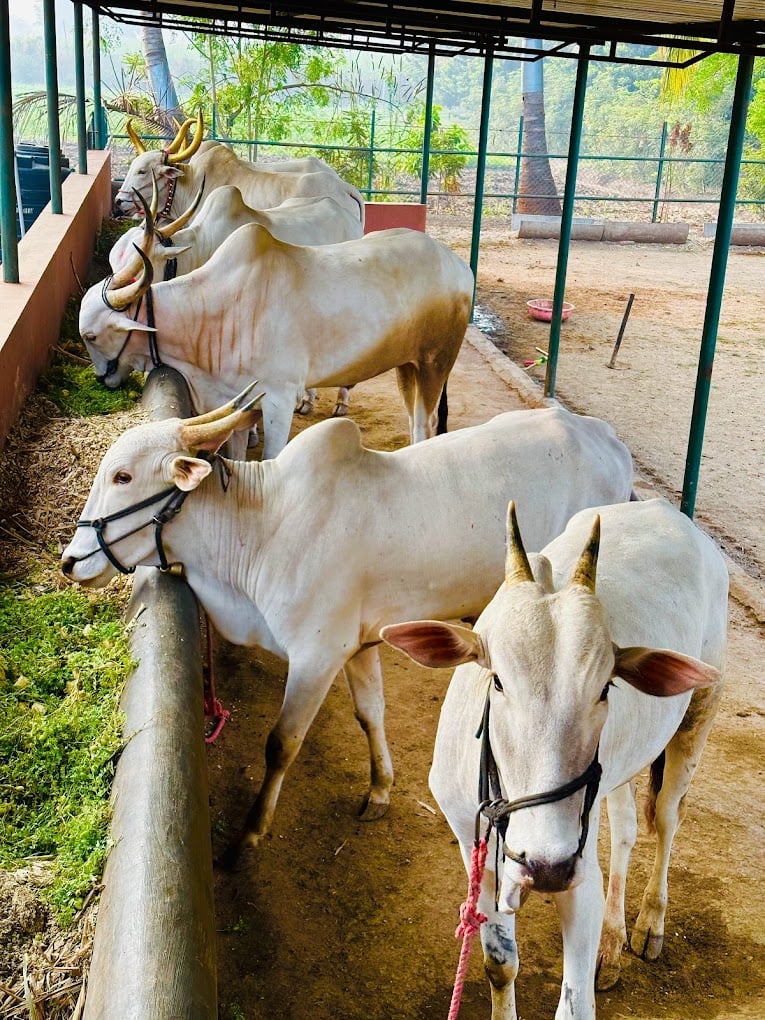 Maheir Retreat Waterpark - 4