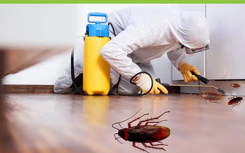 Lizard Pest Control Viman Nagar