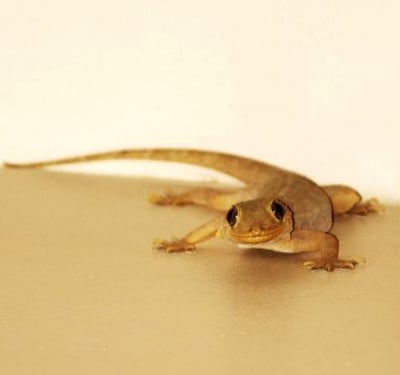 Lizard Pest Control Viman Nagar - 3