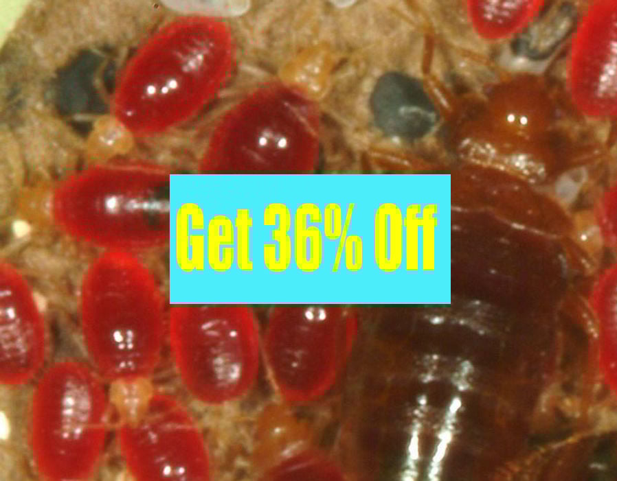 Lizard Pest Control Viman Nagar - 5