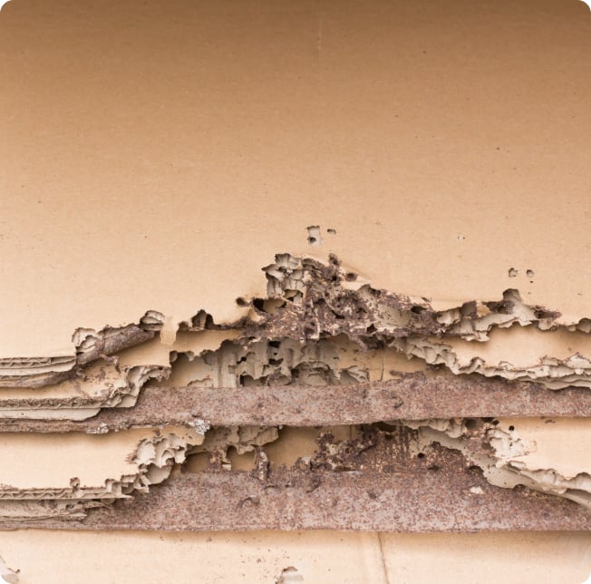 Eco Friendly Pest Control - 3