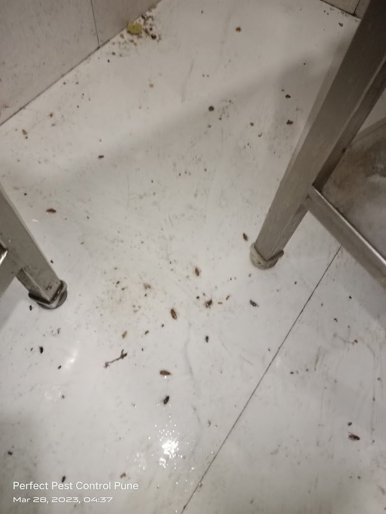 Perfect Pest Control Services - 3