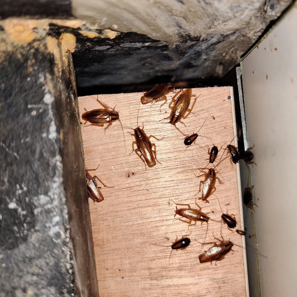 Master Pest Control Services - 5