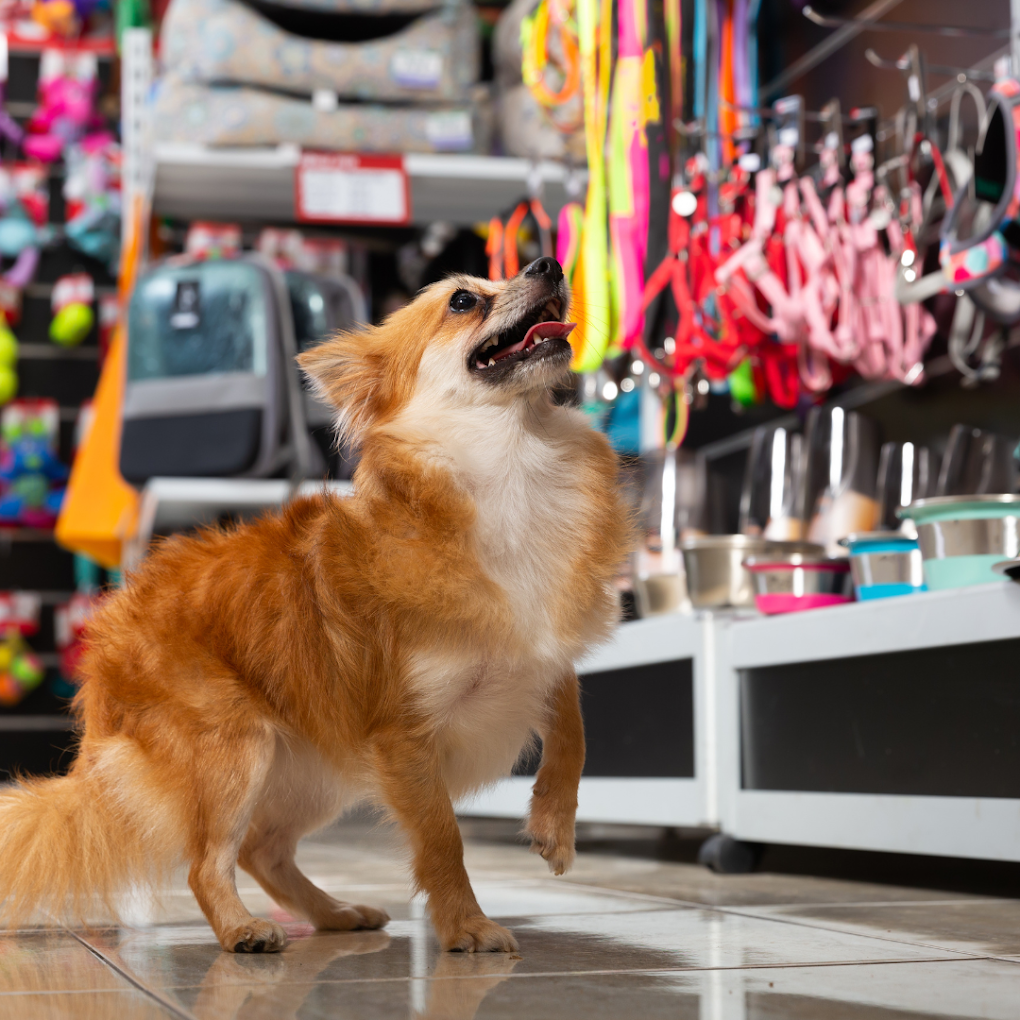 All About Animals A3 - Best Pet Shop in Newtown | Pet Grooming & Best Pet Care Store in Newtown | Pet Clinic in Newtown - 2