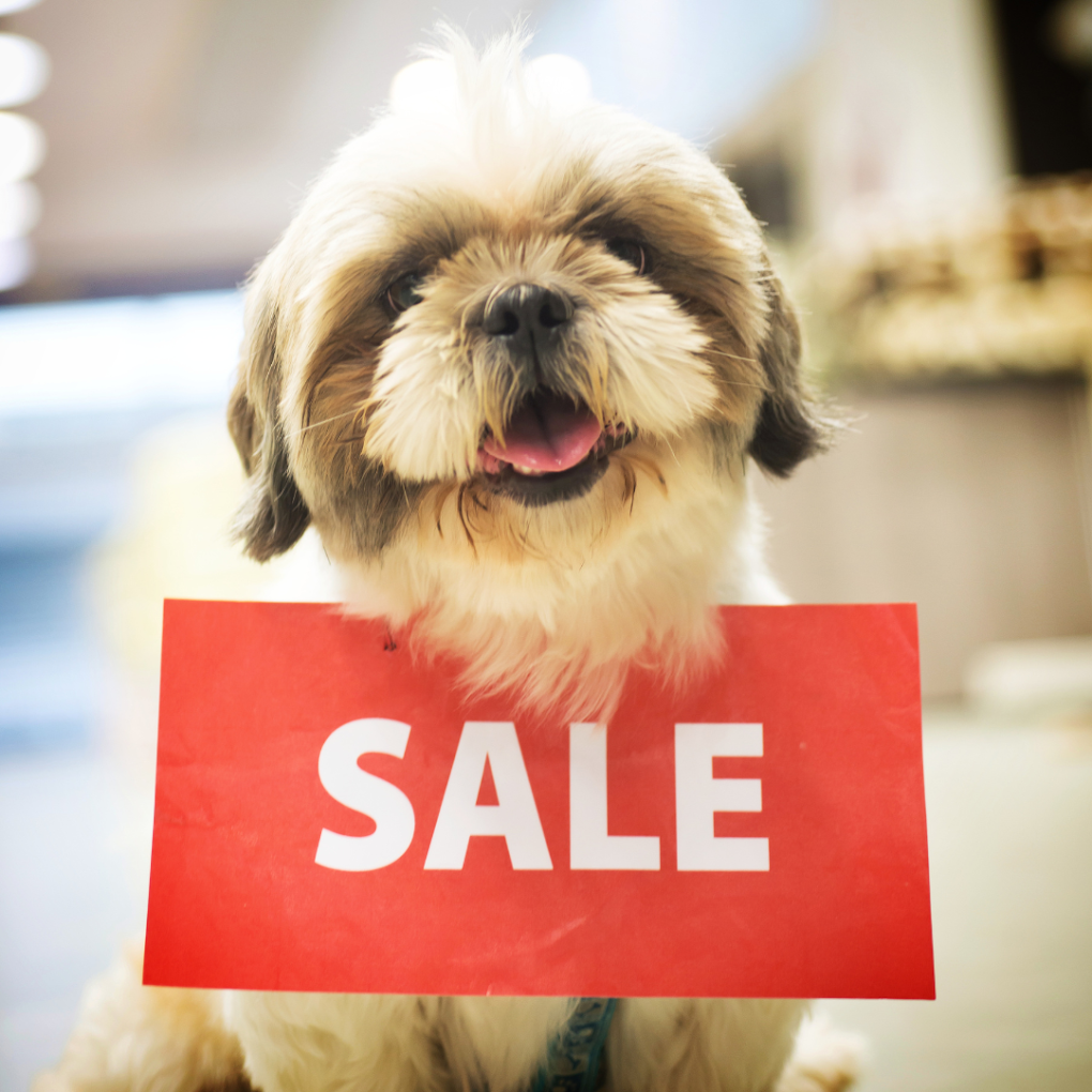 All About Animals A3 - Best Pet Shop in Newtown | Pet Grooming & Best Pet Care Store in Newtown | Pet Clinic in Newtown - 3