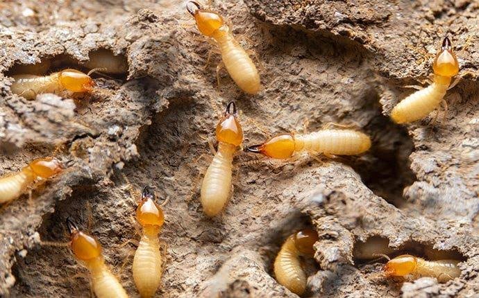 Golden Pest Solutions - 5