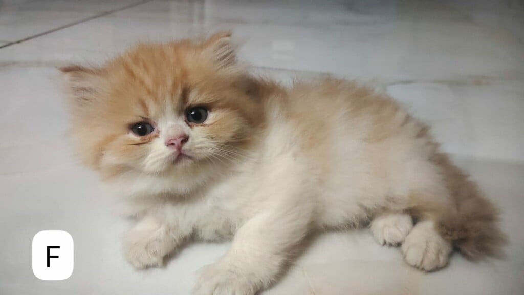 Canin's Aquarium & Pet Shop,Bejai Museum Road - 3