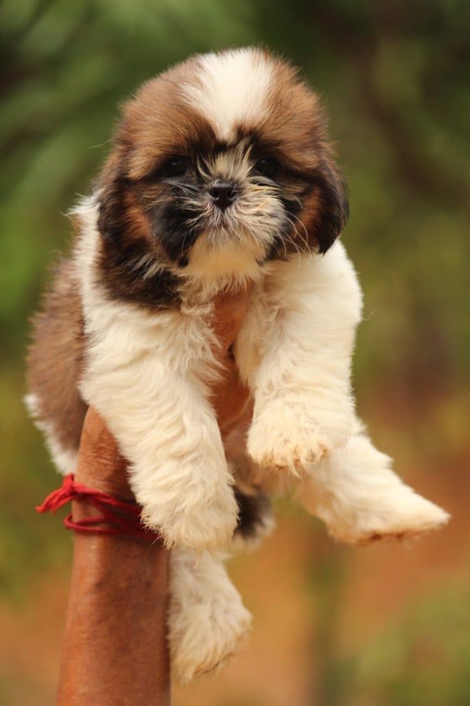 Aquarium & Pet Shop - 3