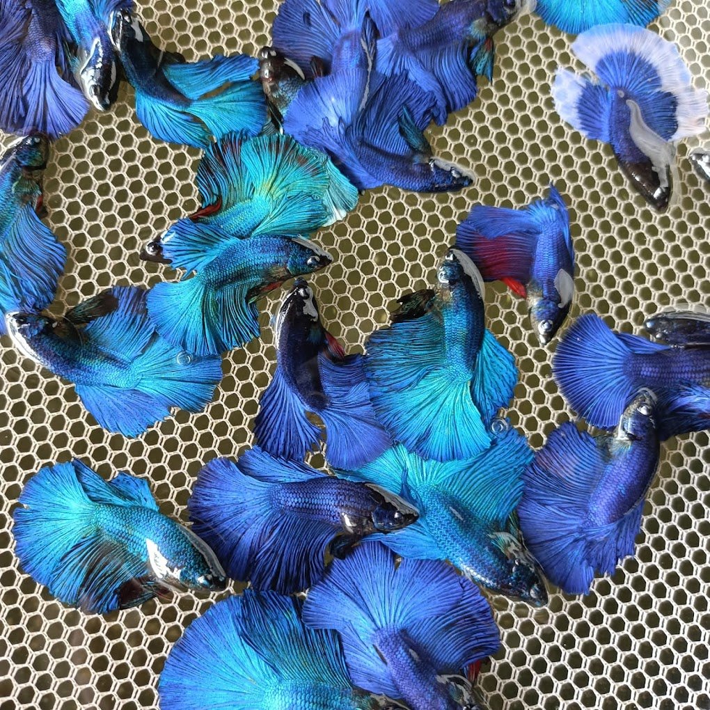 Aquarium & Pet Shop - 5