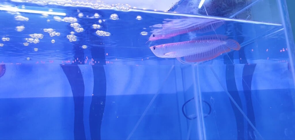 Shri Sai Aquarium and Pet Shop - 2