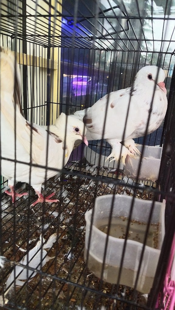 Shri Sai Aquarium and Pet Shop - 3